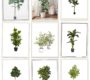My Favorite Faux Trees